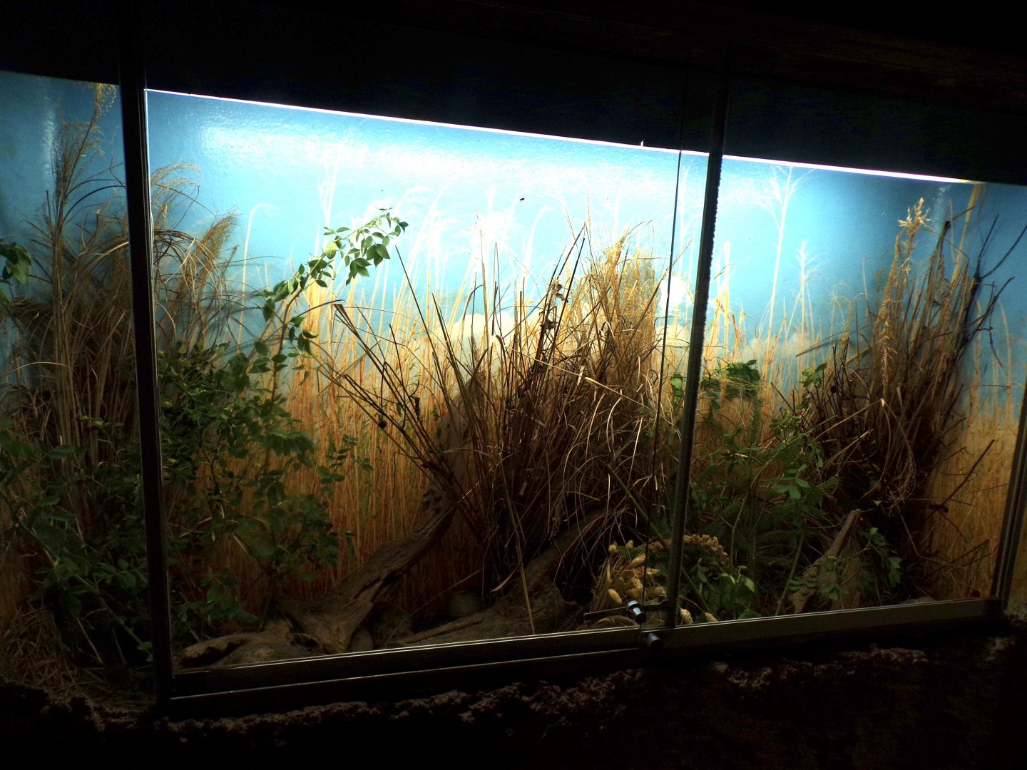 Harvest mouse enclosure 13.7.25
