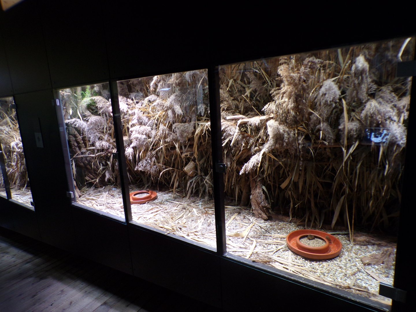 Harvest mouse enclosure 9.7.25