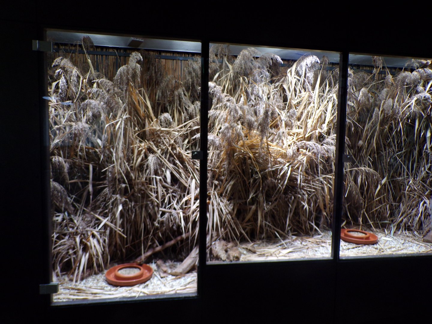 Harvest mouse enclosure 9.7.25