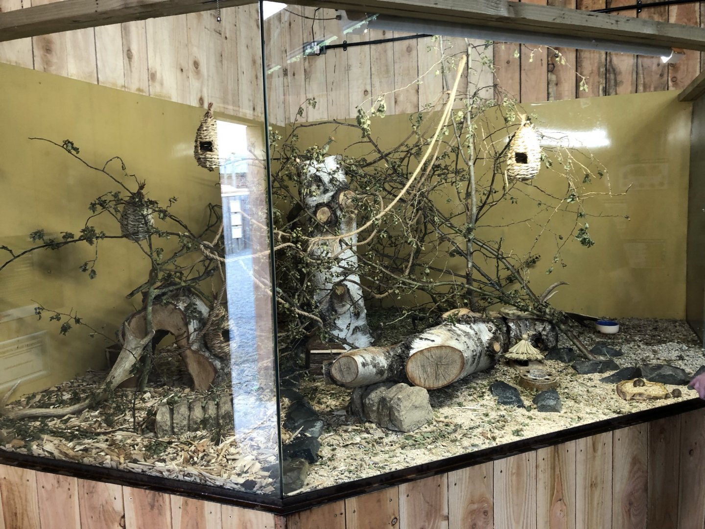 Harvest Mouse Enclosure at Northumberland Country Zoo (September 2021)