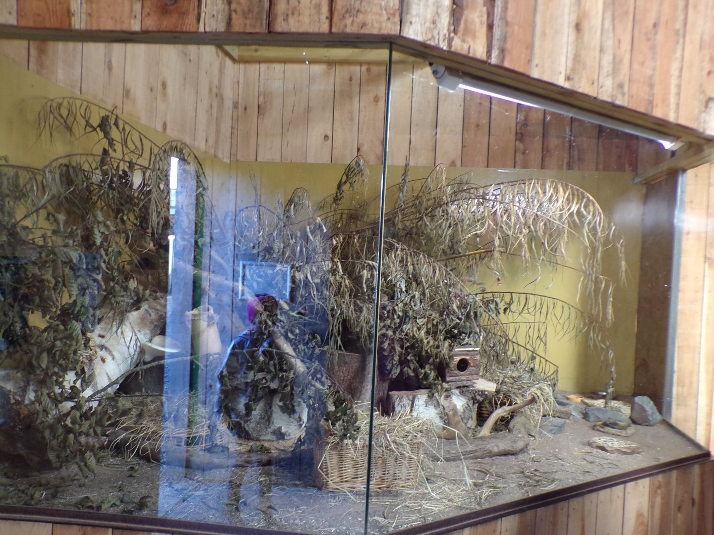 Harvest mouse enclosure in breeding facility 14.10.23