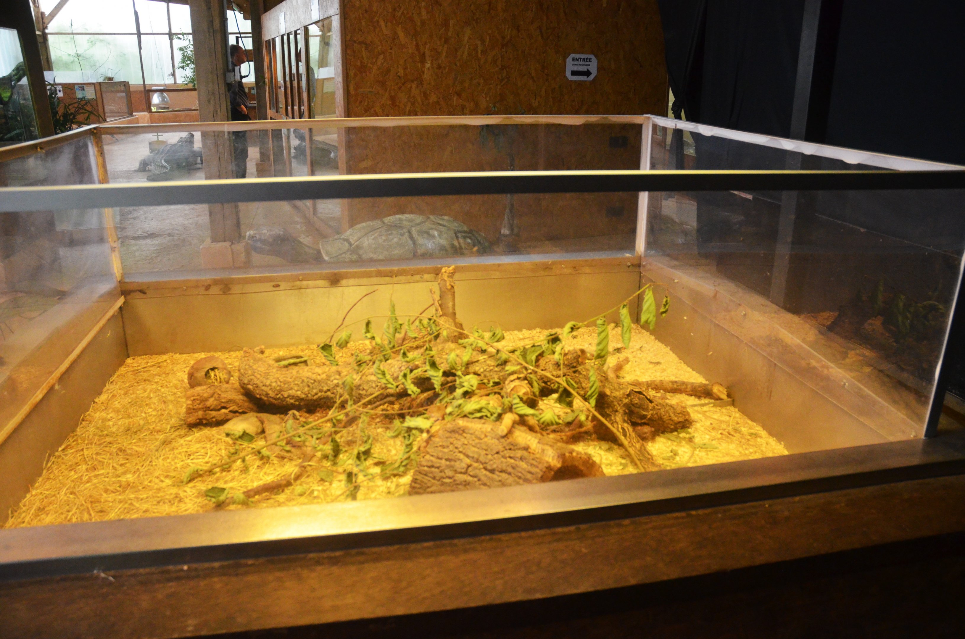 Harvest Mouse Enclosure in the Vivarium at Spaycific'Zoo, 13/06/18