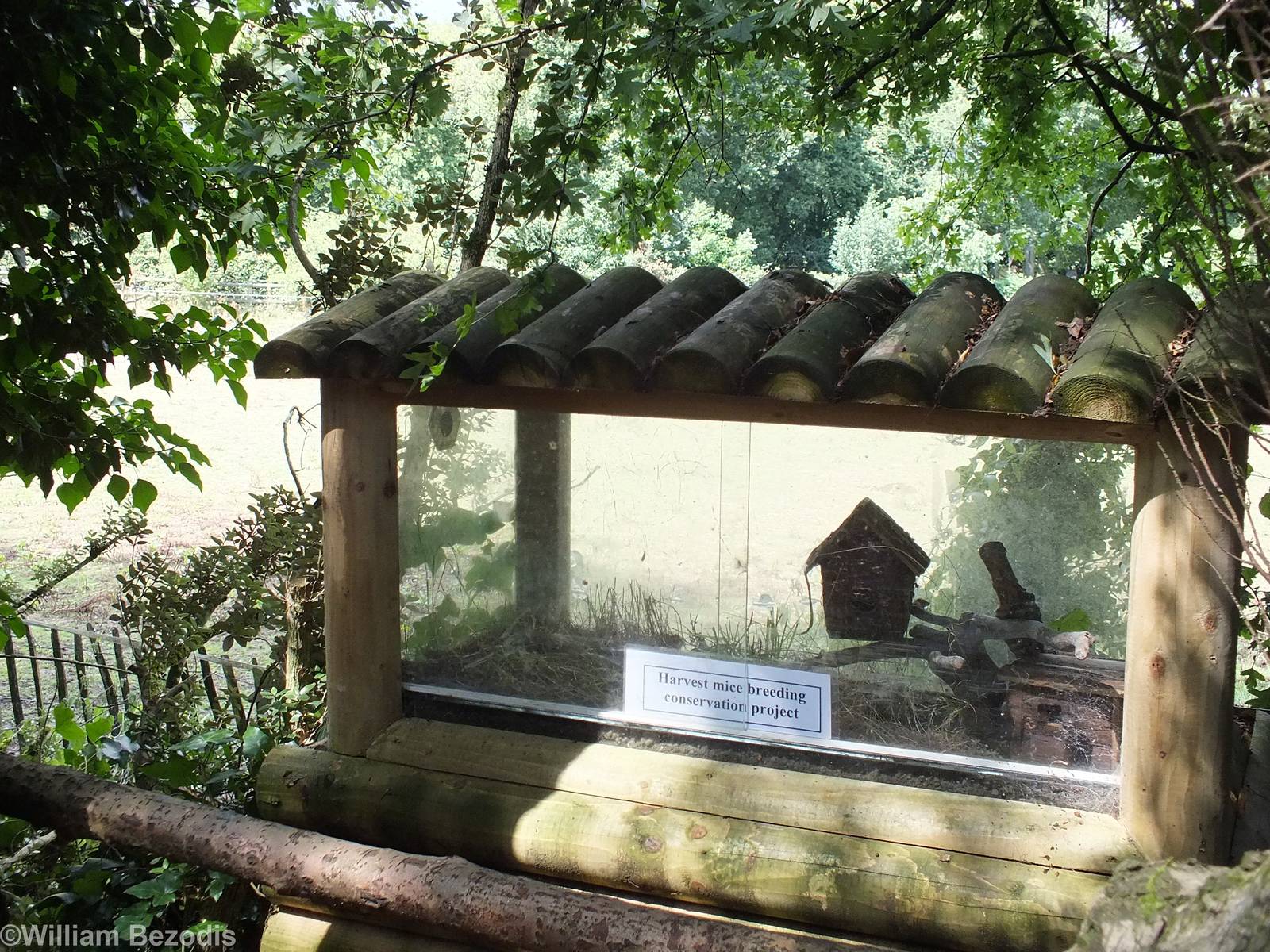 Harvest Mouse Enclosure