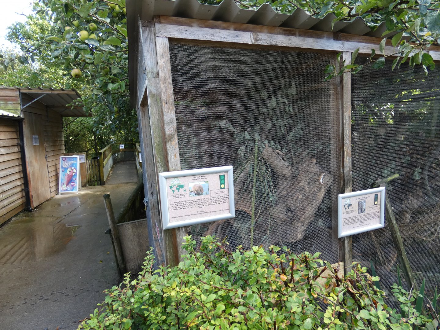 Harvest Mouse enclosure