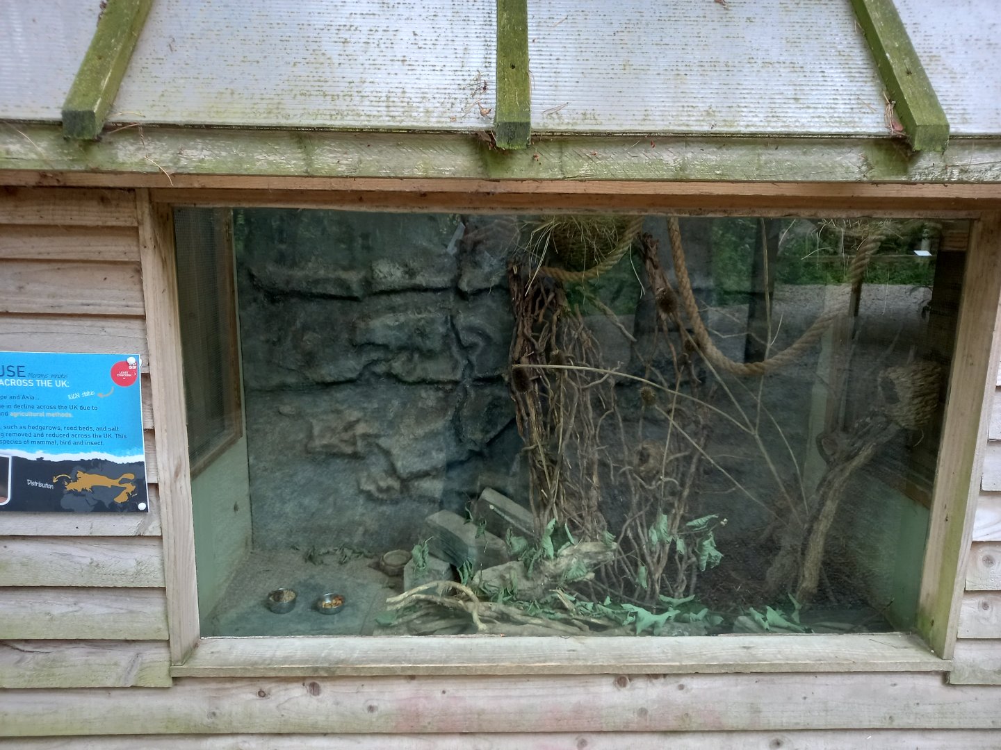 Harvest Mouse Enclosure