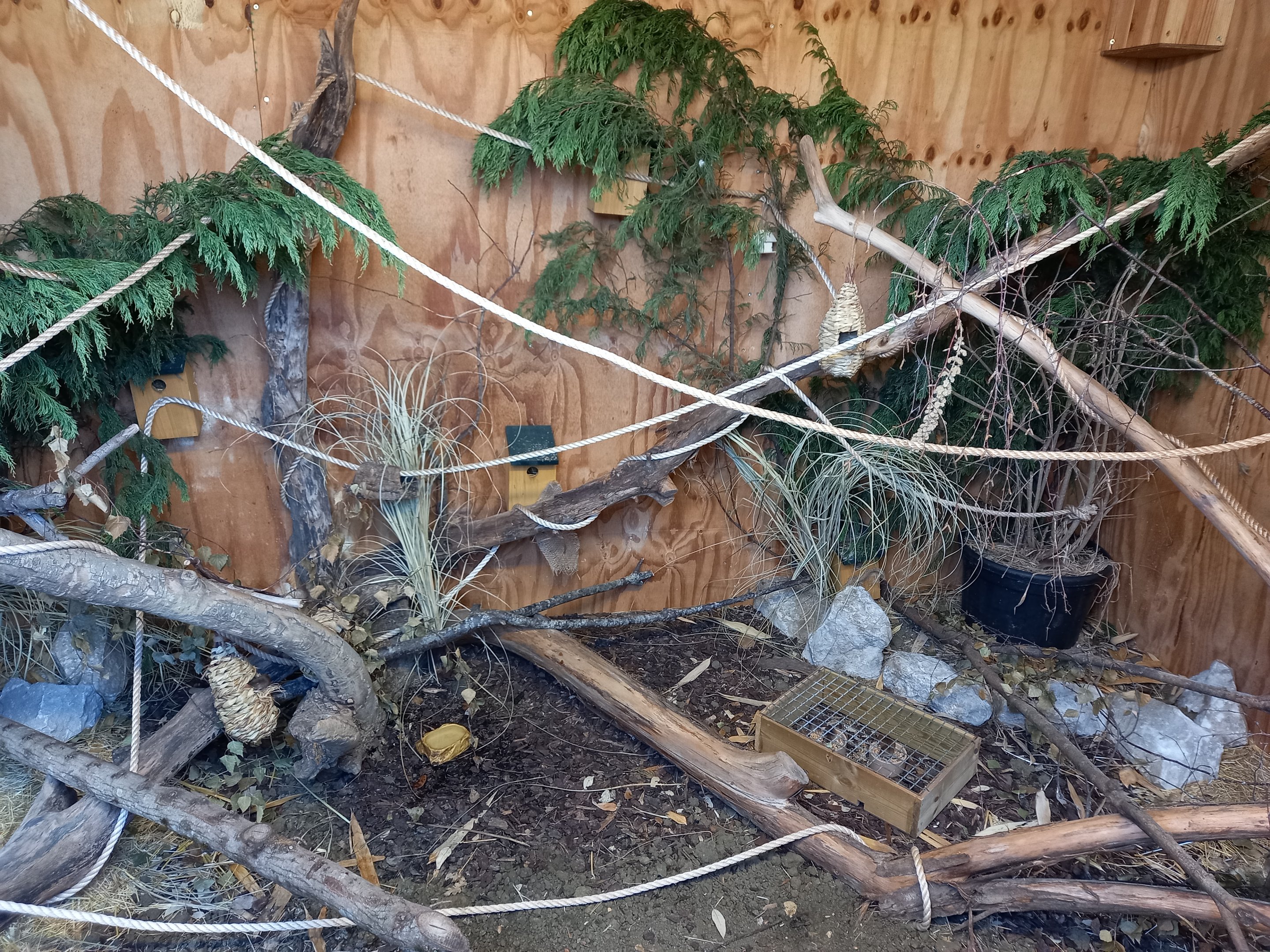 Harvest Mouse enclosure