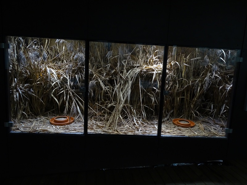 Harvest mouse enclosure
