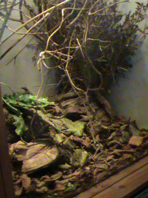 Harvest mouse exhibit 211010
