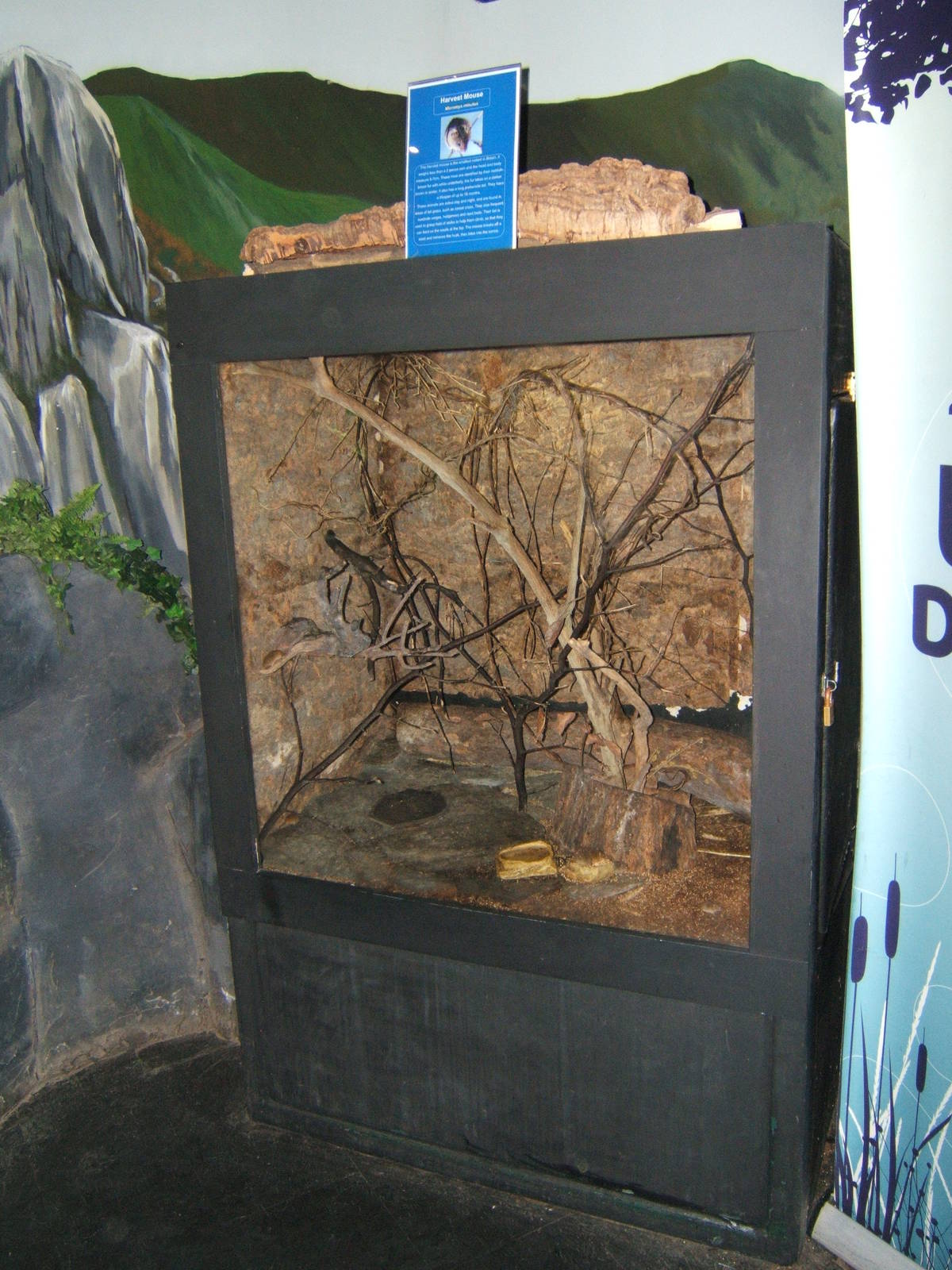 Harvest Mouse exhibit