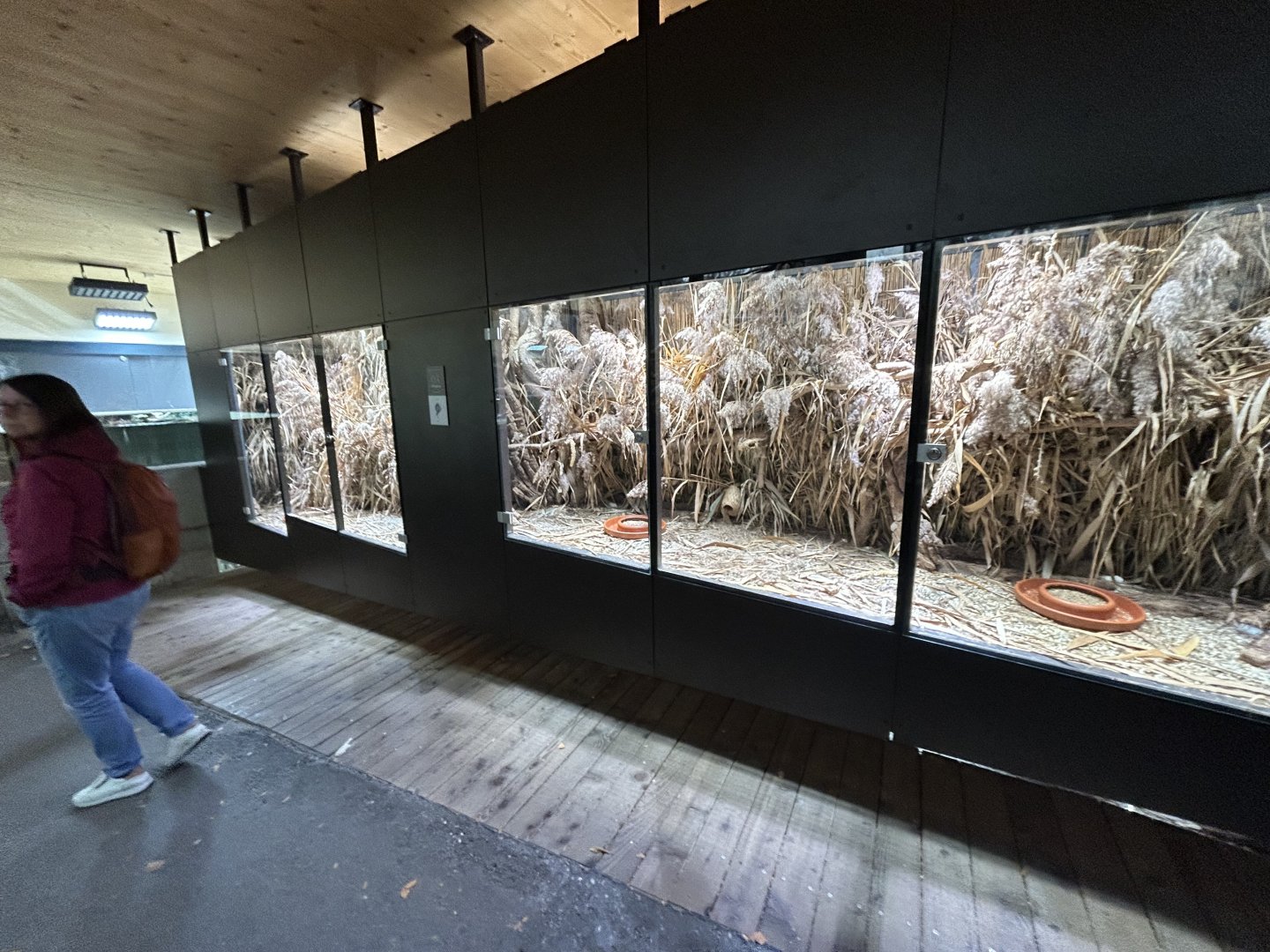 Harvest Mouse Exhibit