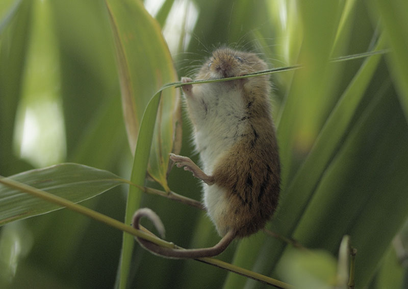 Harvest mouse gymnastics