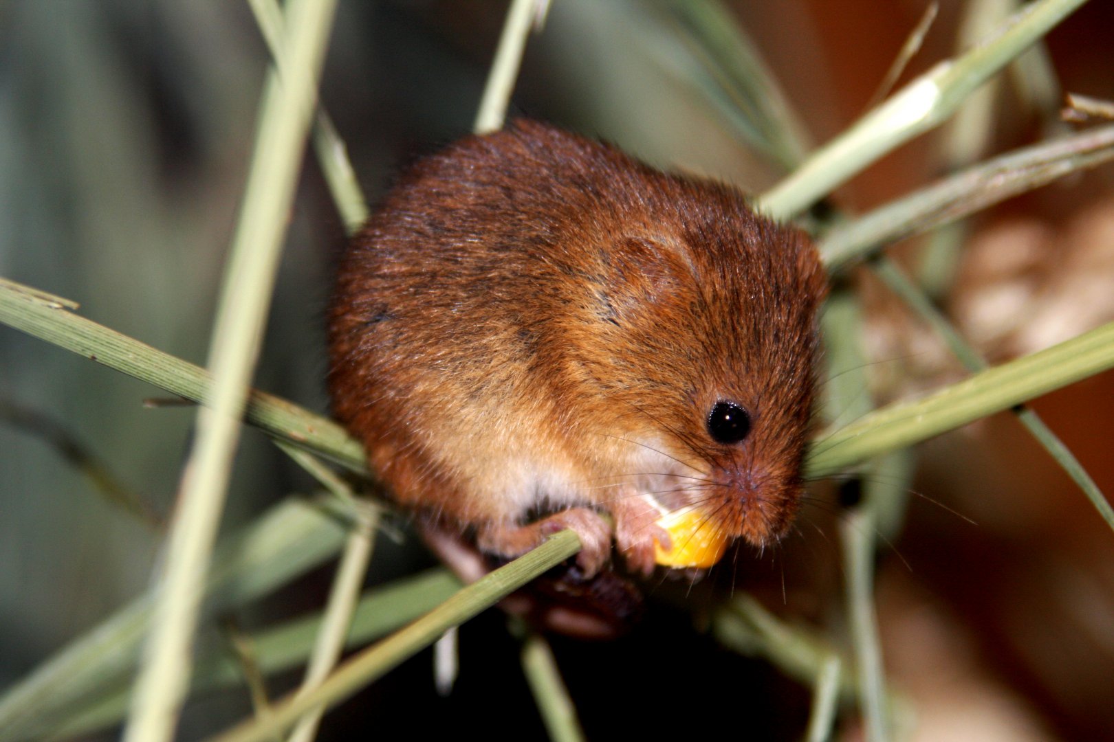 harvest mouse (Micromys minutus) 2013