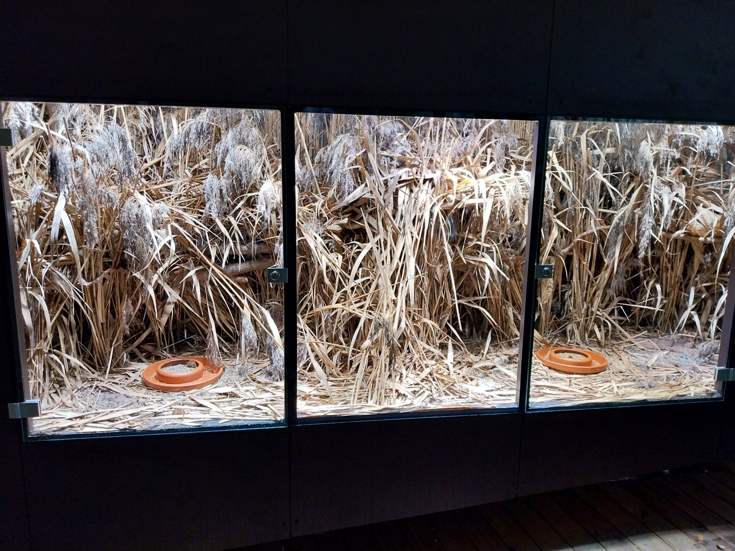 Harvest mouse (Micromys minutus) enclosure