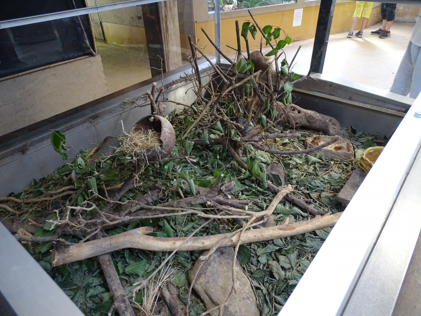 Harvest mouse (Micromys minutus) exhibit