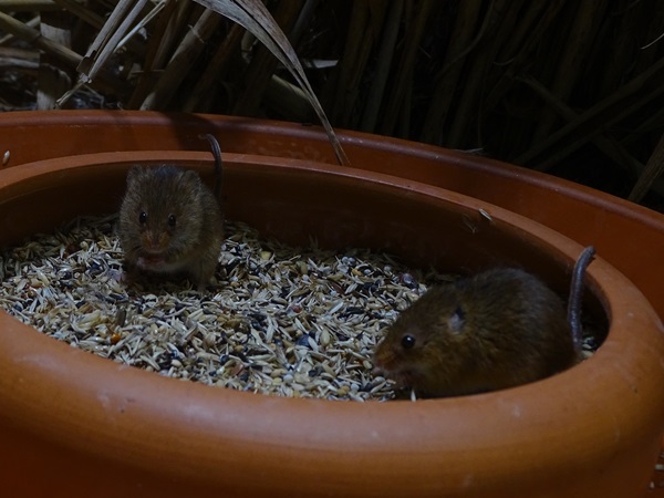 Harvest mouse (Micromys minutus)