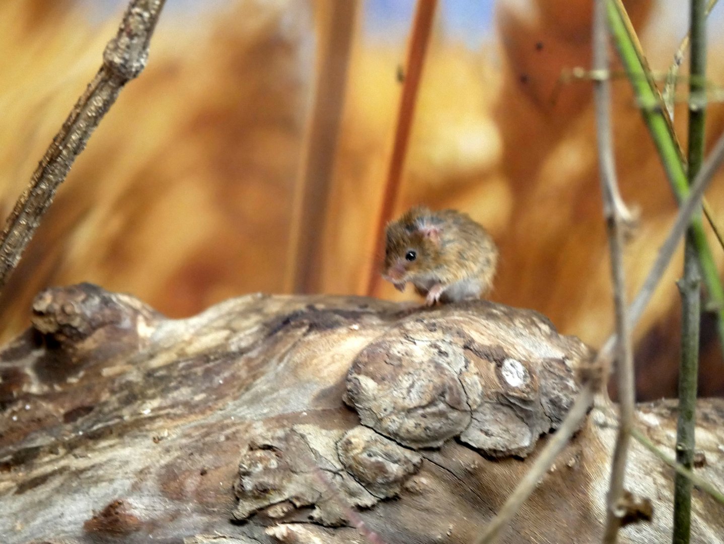 Harvest mouse (Micromys minutus)