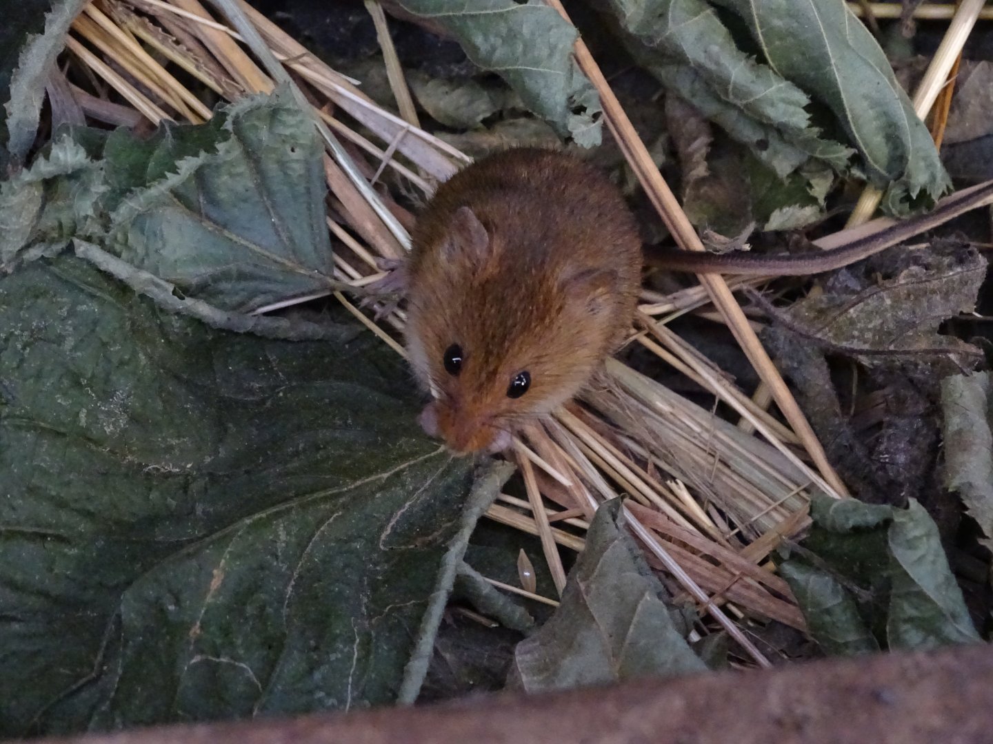 Harvest mouse (Micromys minutus)