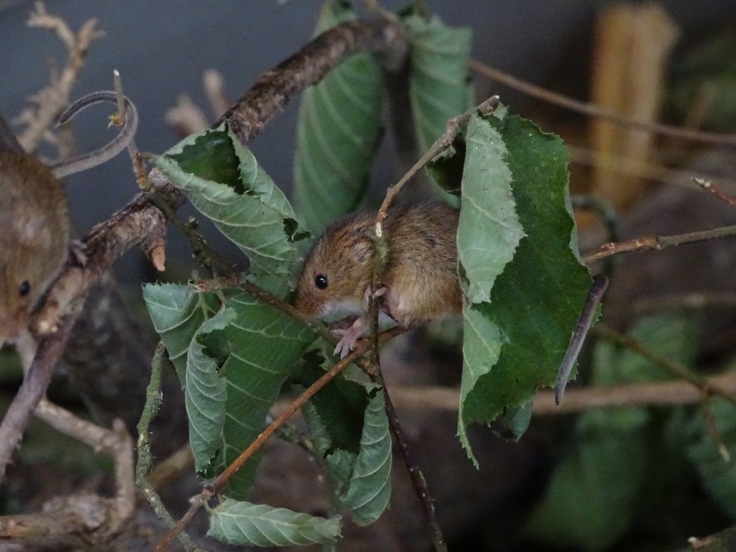 Harvest mouse (Micromys minutus)