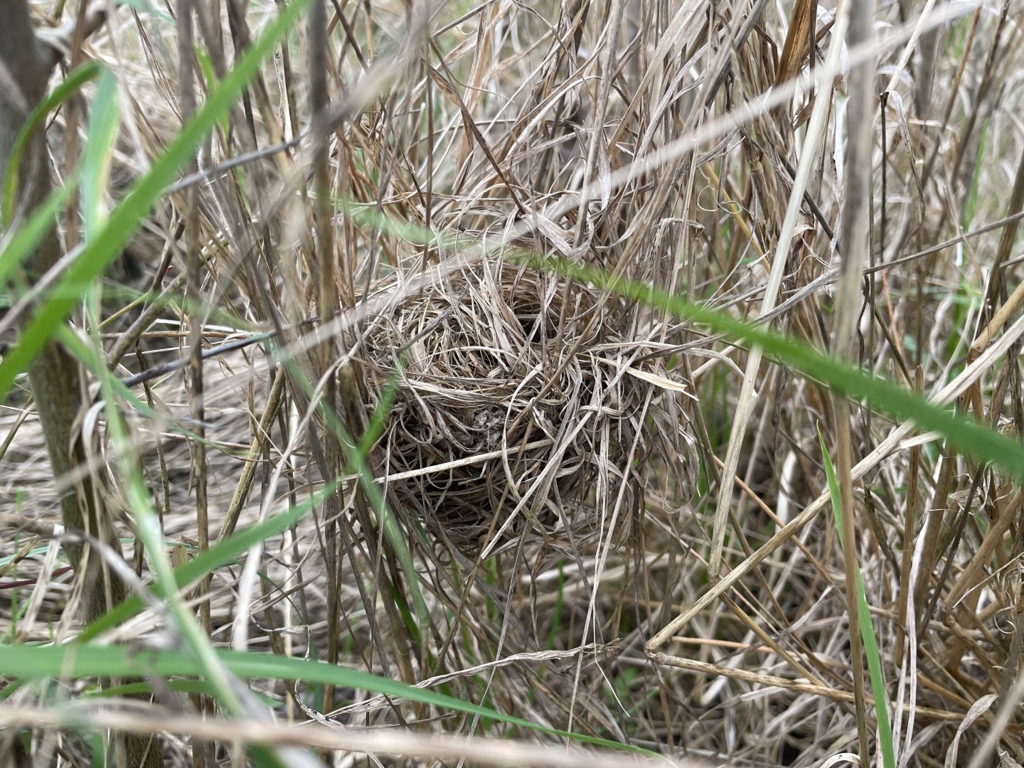 Harvest Mouse Nest, 3rd November
