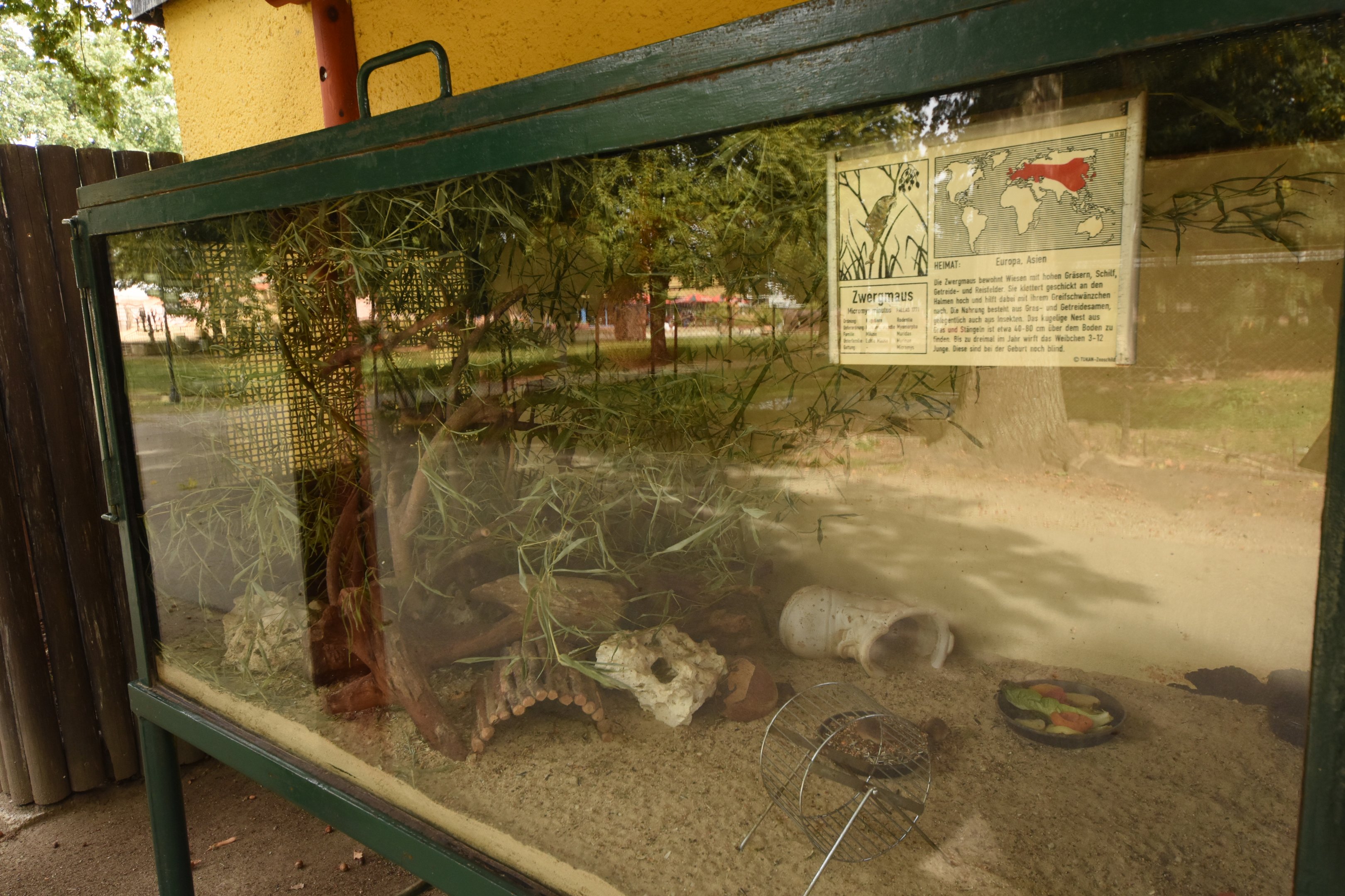 Harvest mouse terrarium