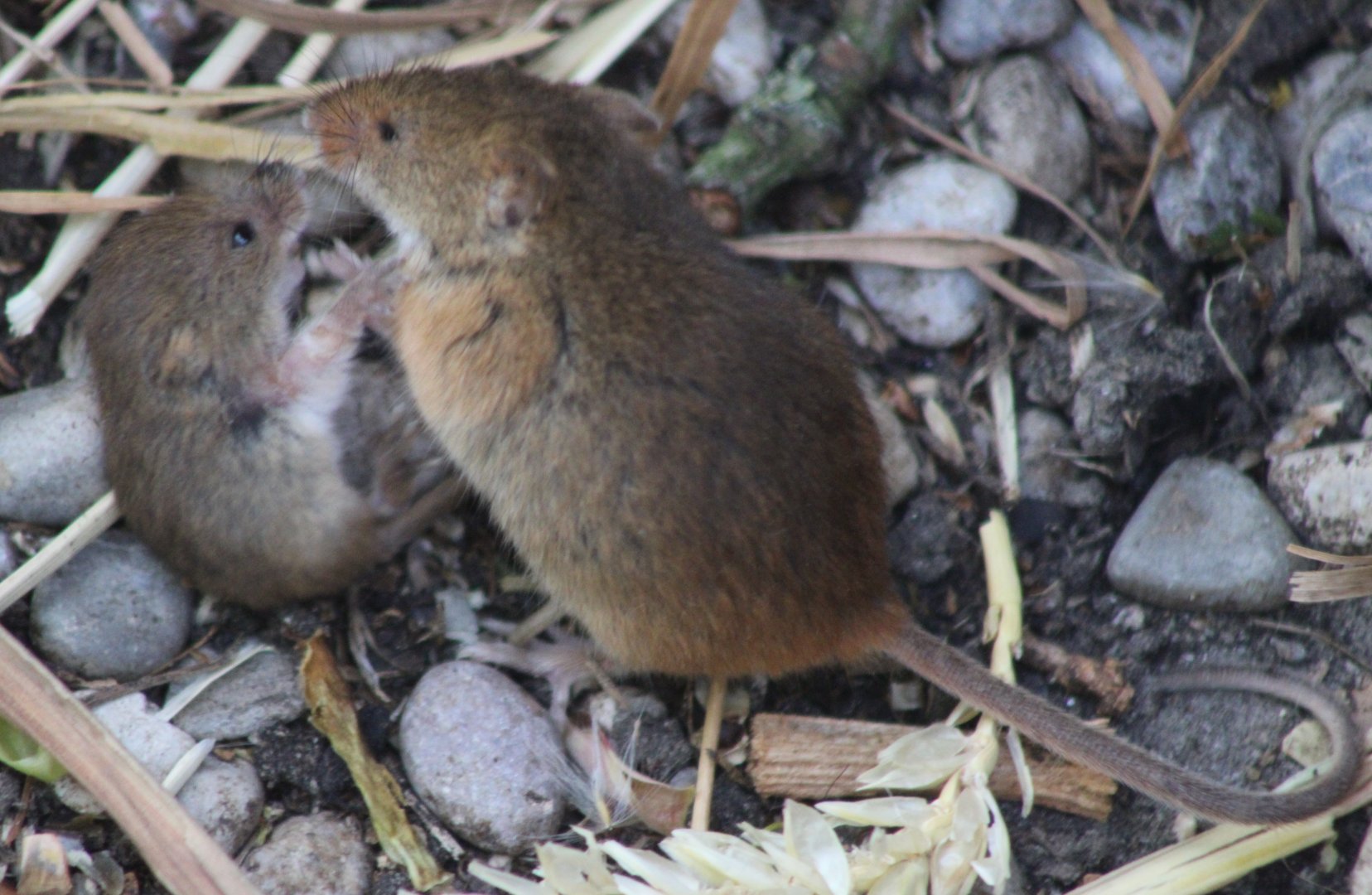 Harvest mouse with young
