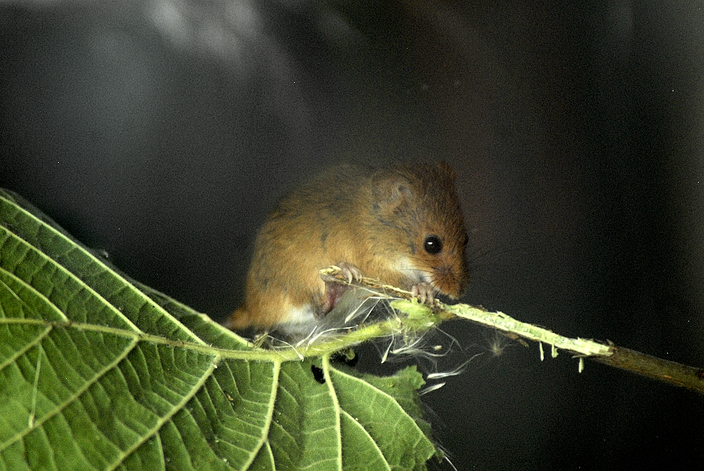 Harvest-mouse - Woburn 2024