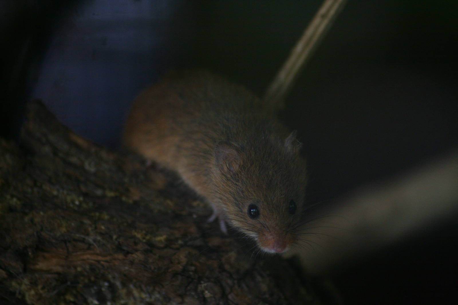 Harvest mouse