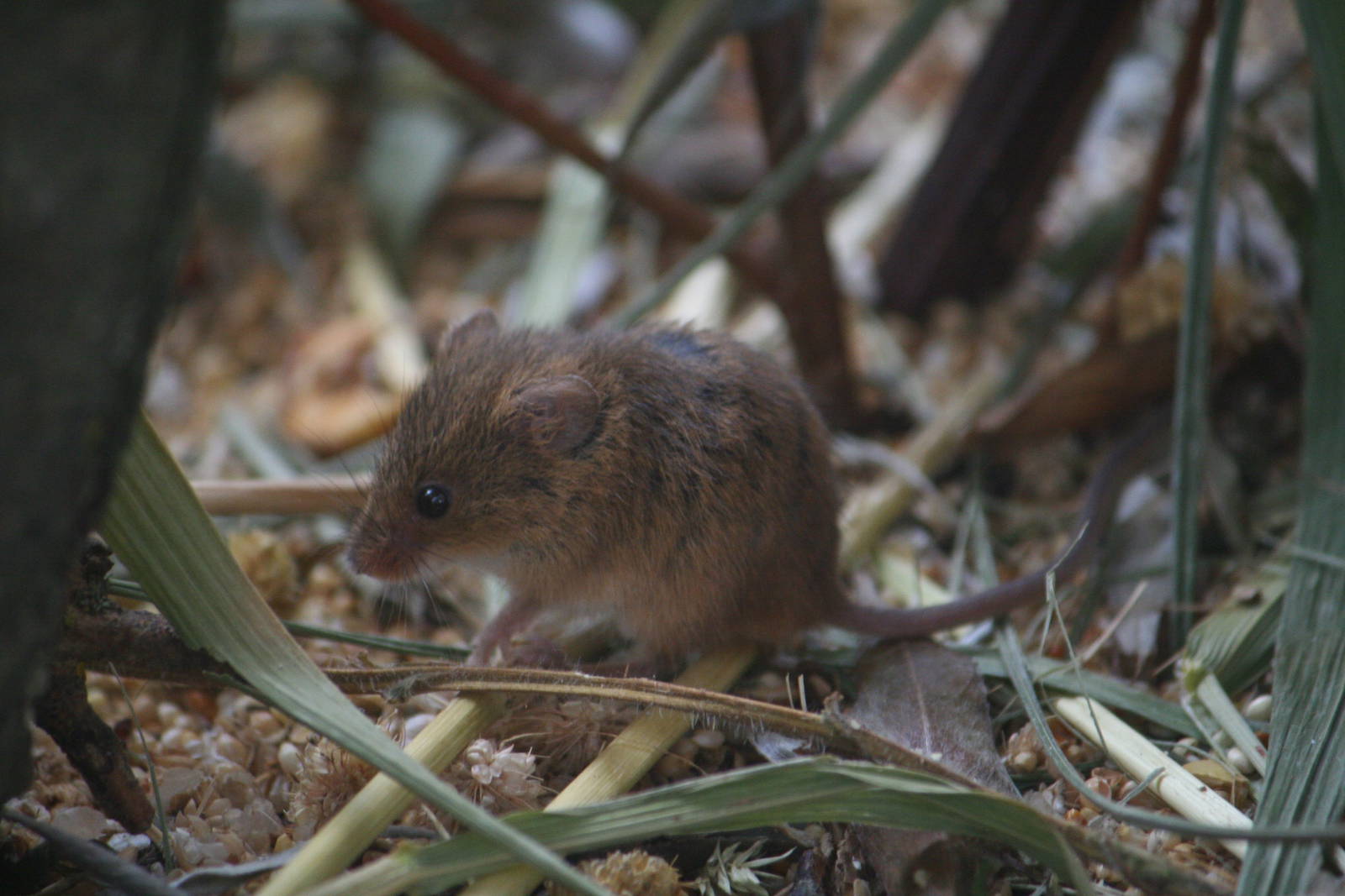 Harvest mouse