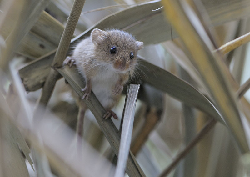 Harvest mouse