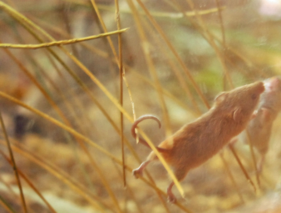 Harvest mouse