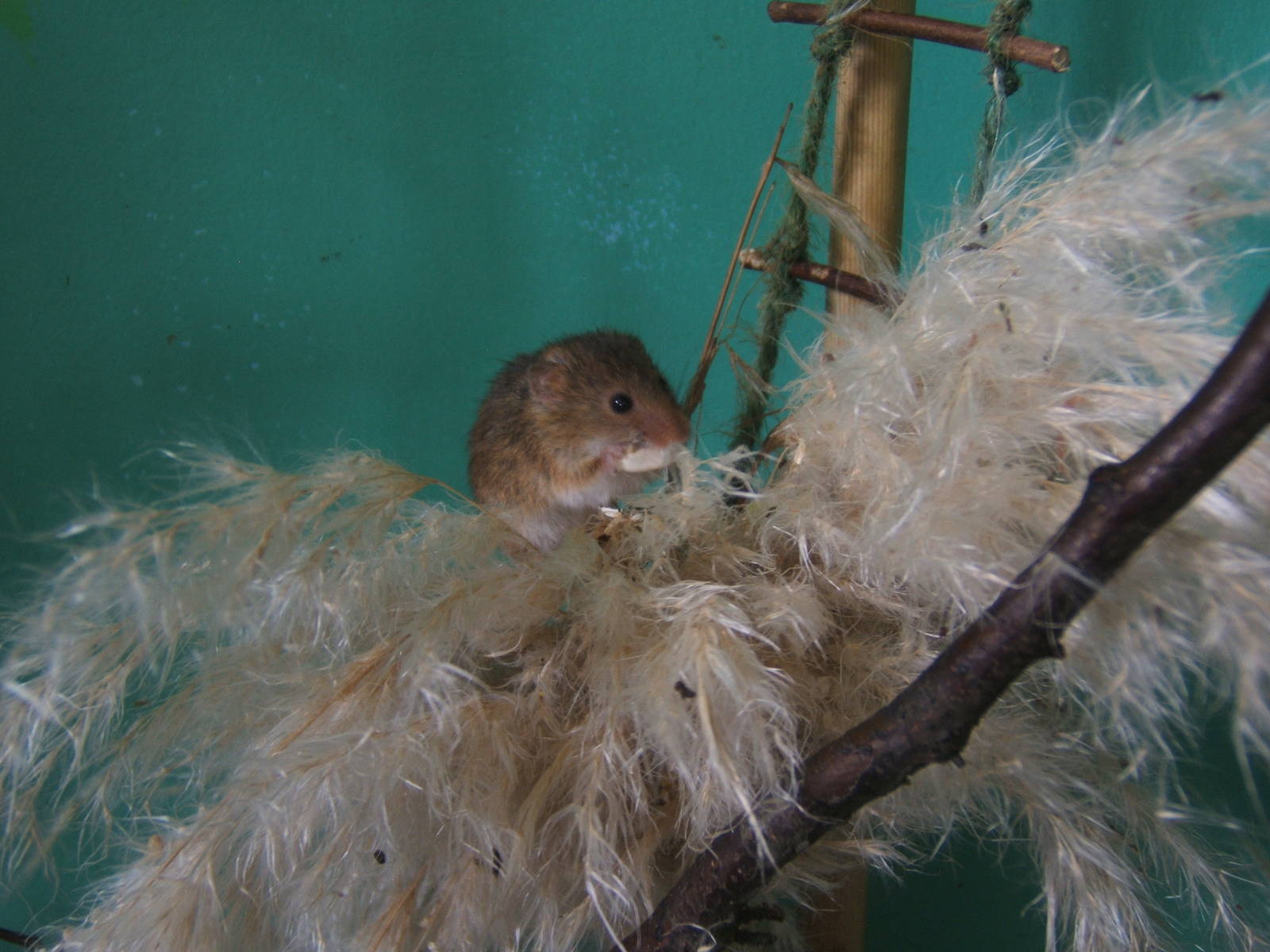 Harvest Mouse