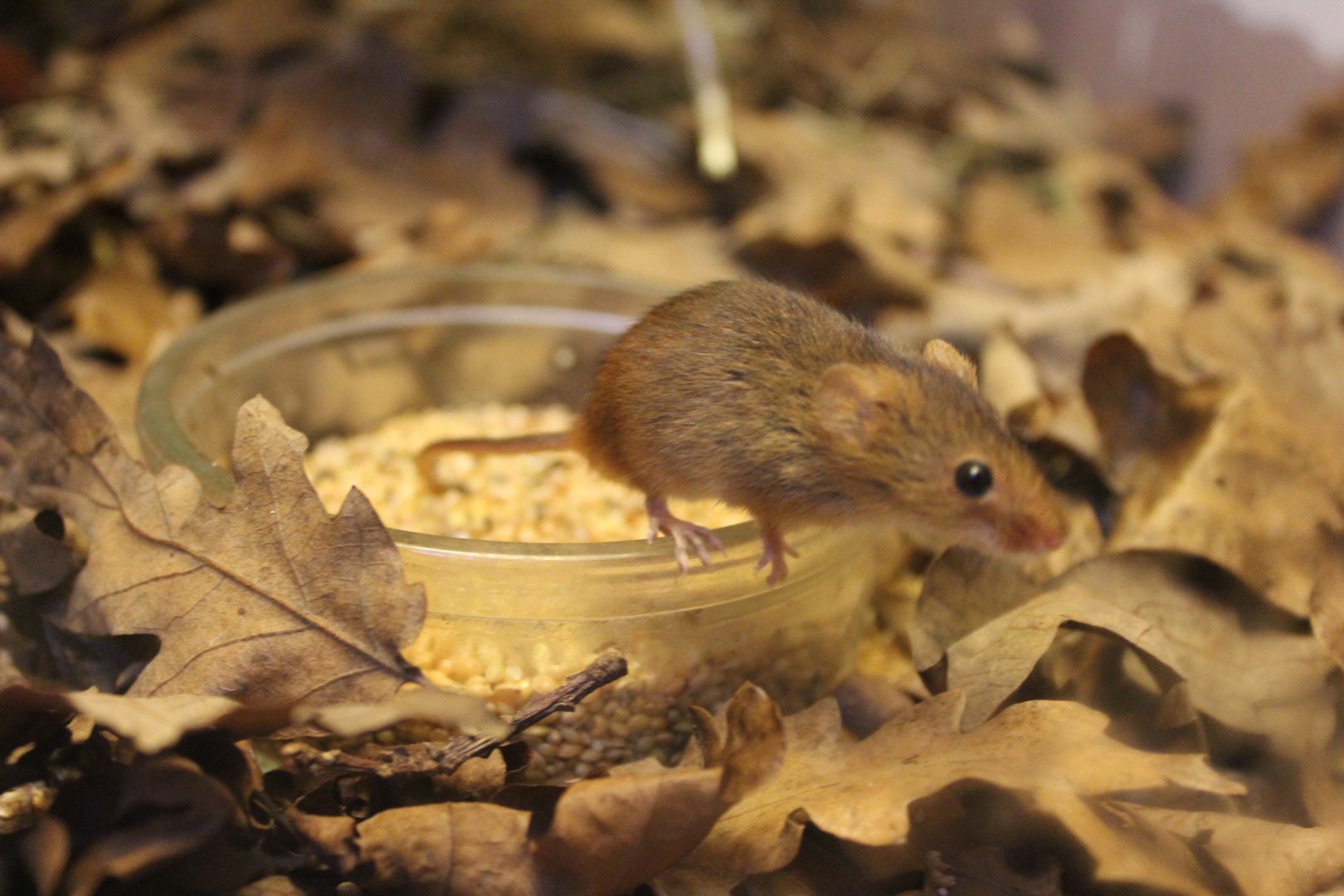 Harvest Mouse