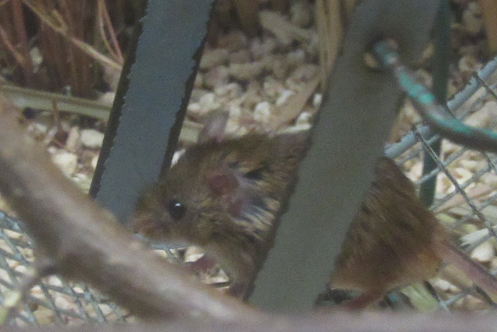 harvest mouse