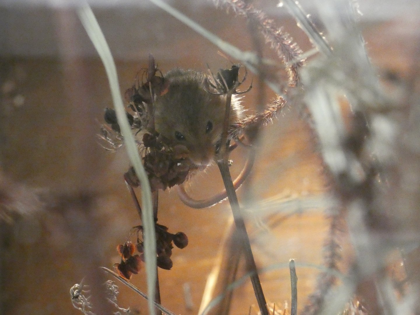 Harvest Mouse