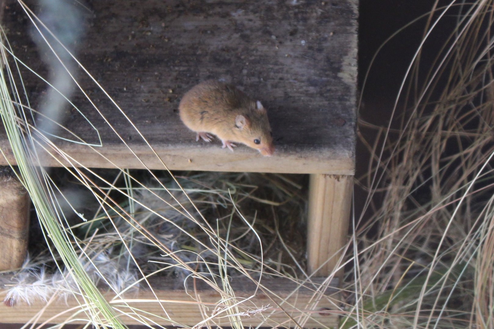 Harvest mouse