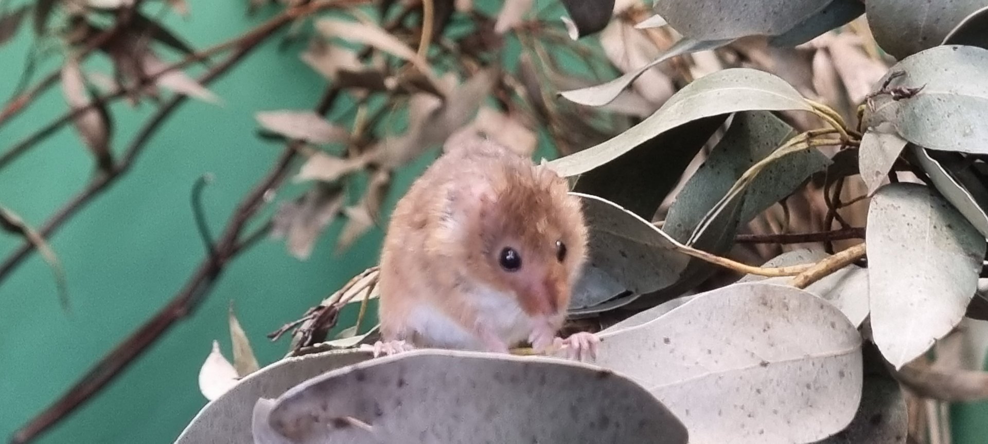 Harvest mouse