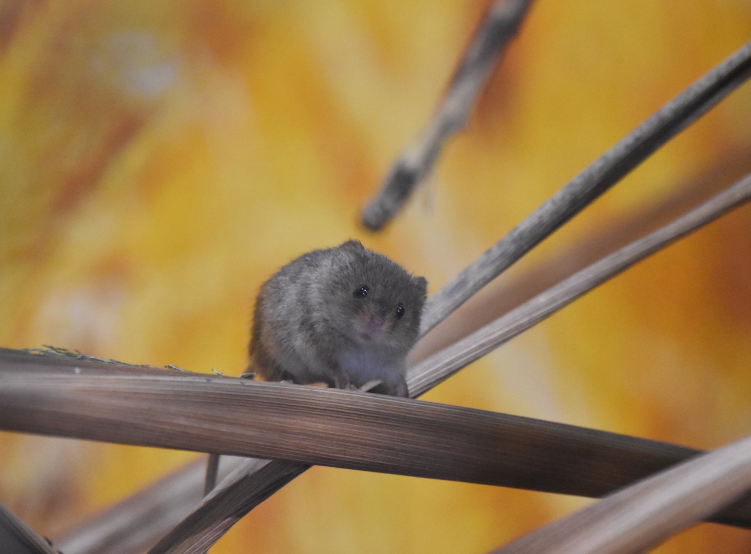 Harvest mouse