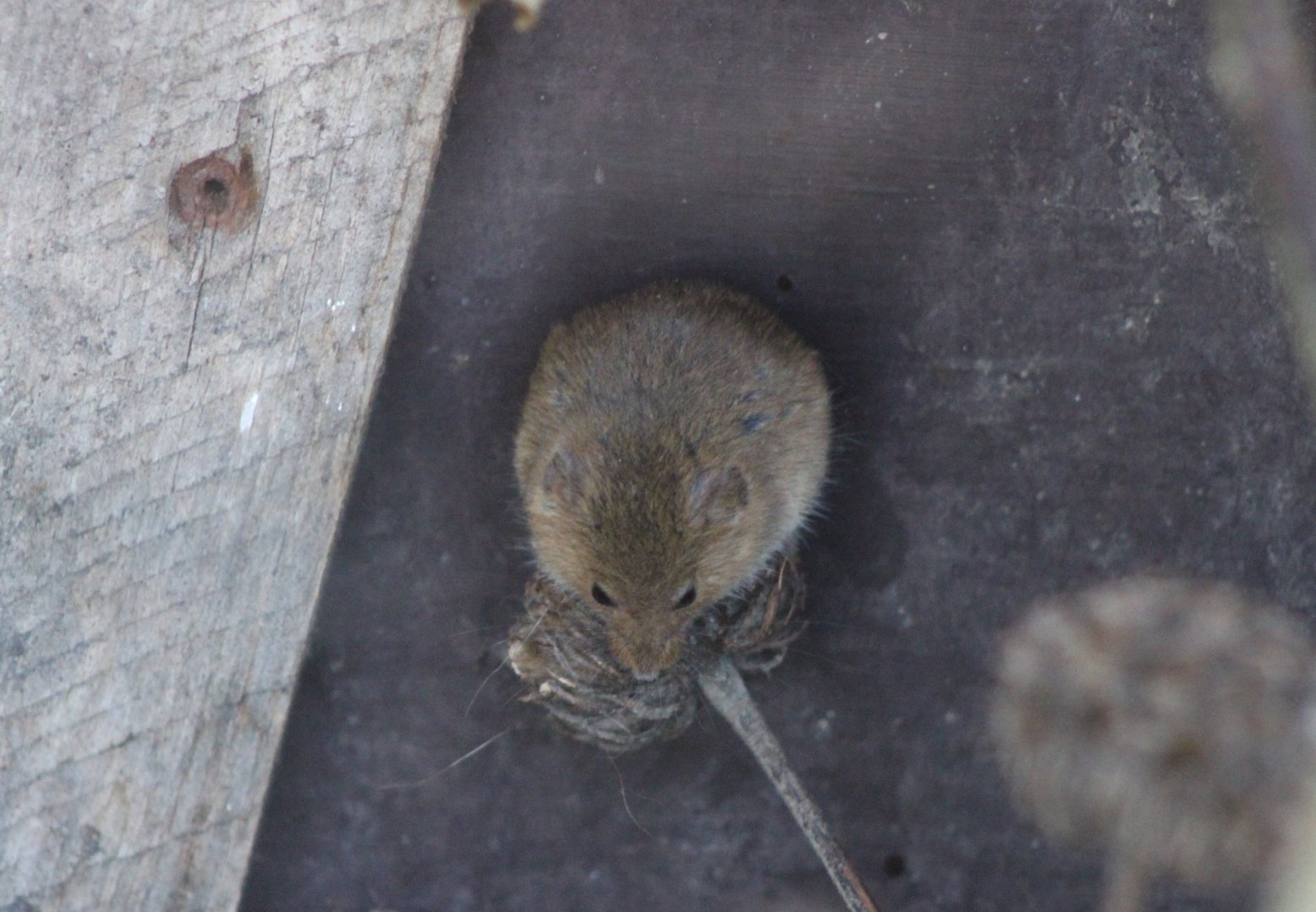 Harvest mouse