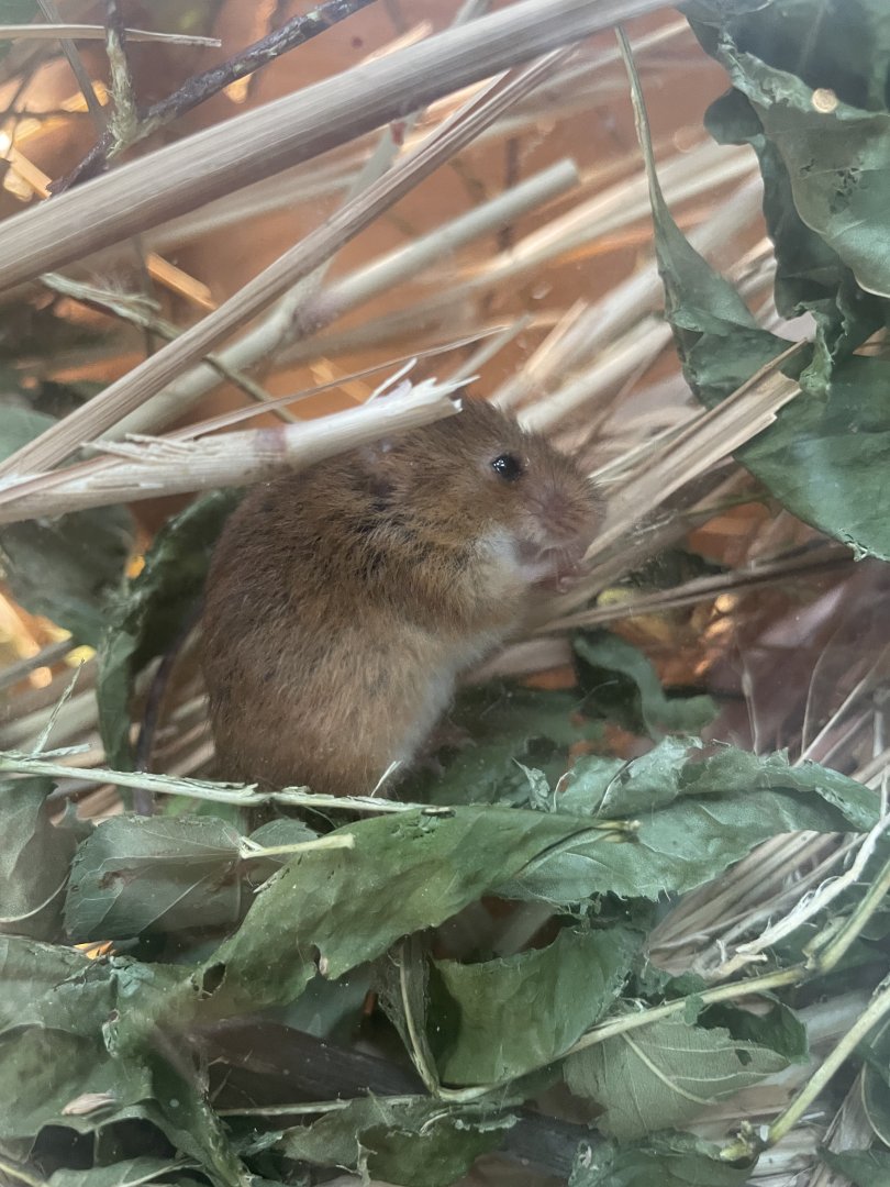 Harvest Mouse