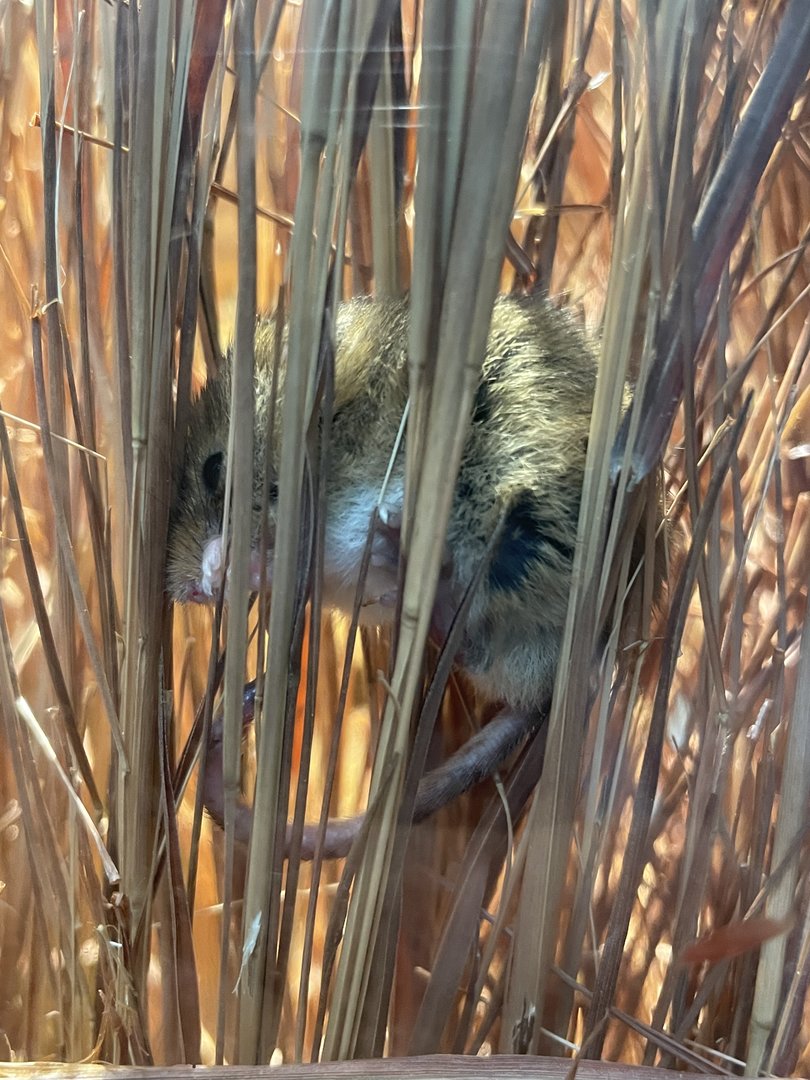 Harvest Mouse