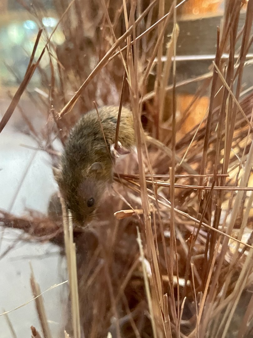 Harvest Mouse