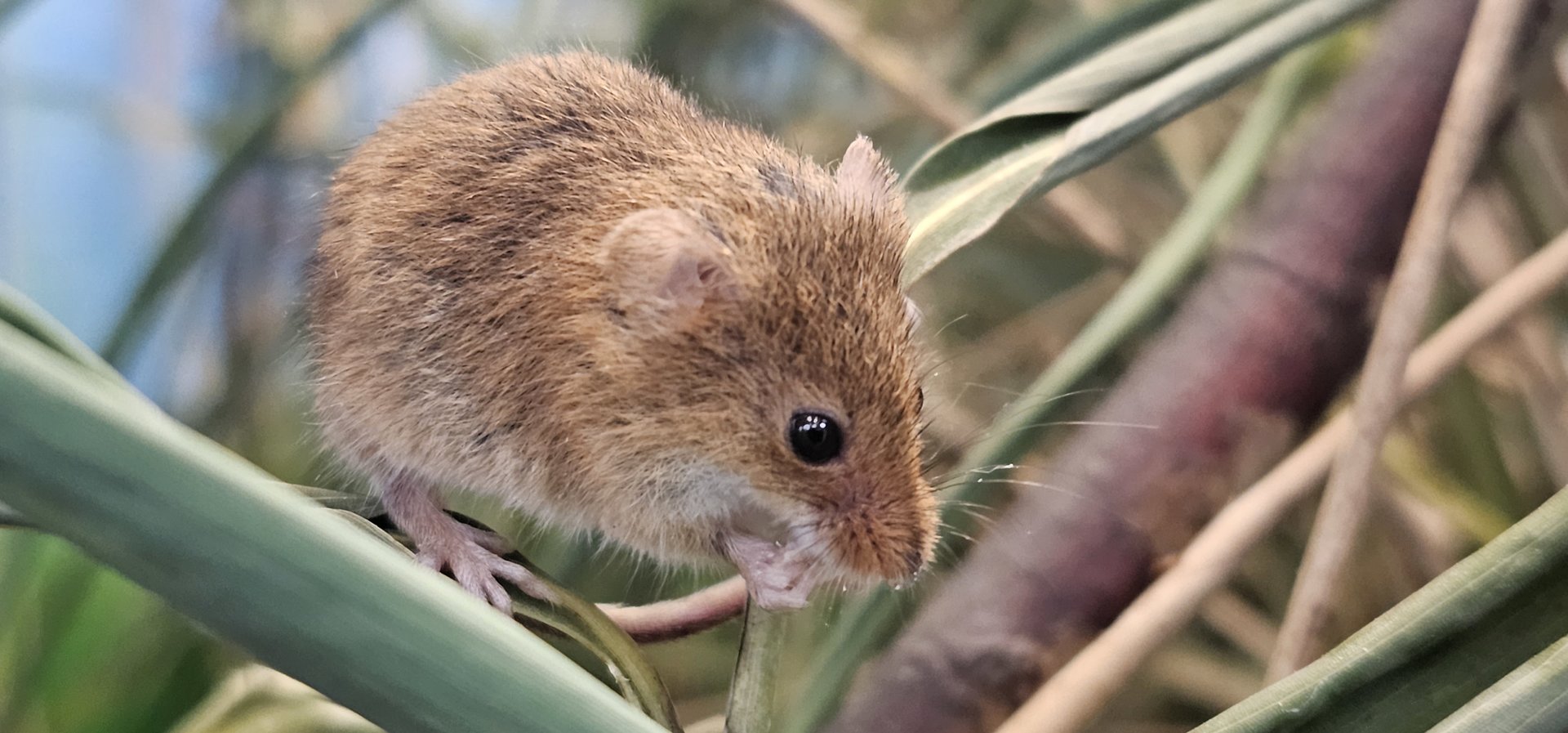 Harvest mouse