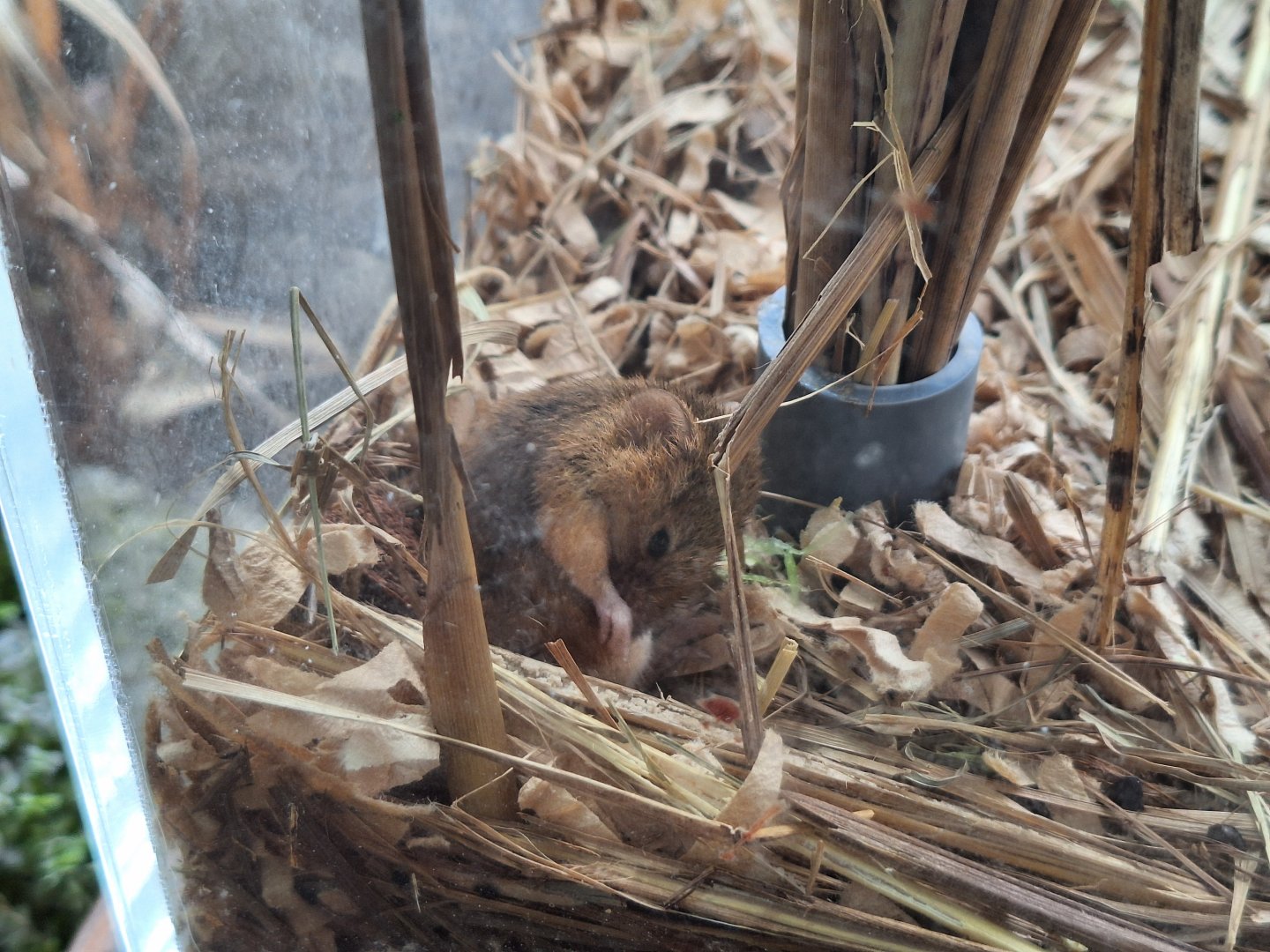 Harvest mouse