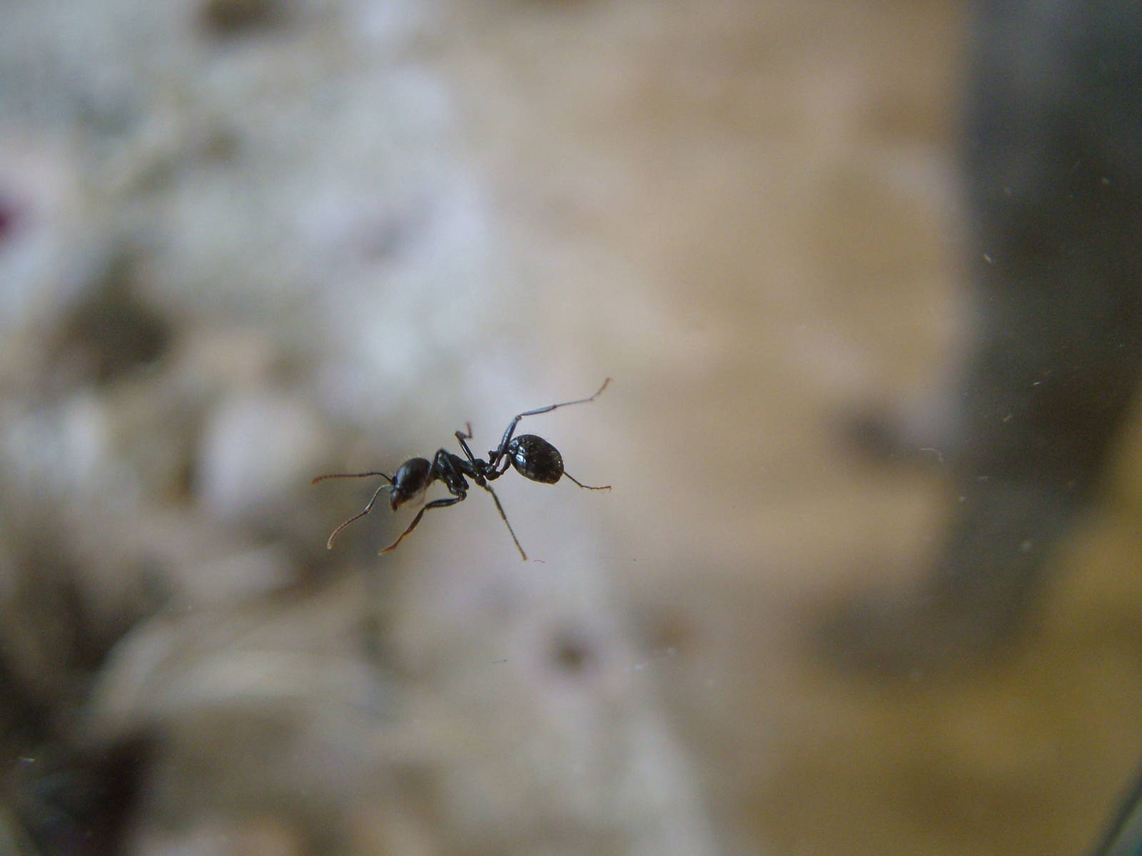 Harvester Ant at Ohrada, 26/05/10