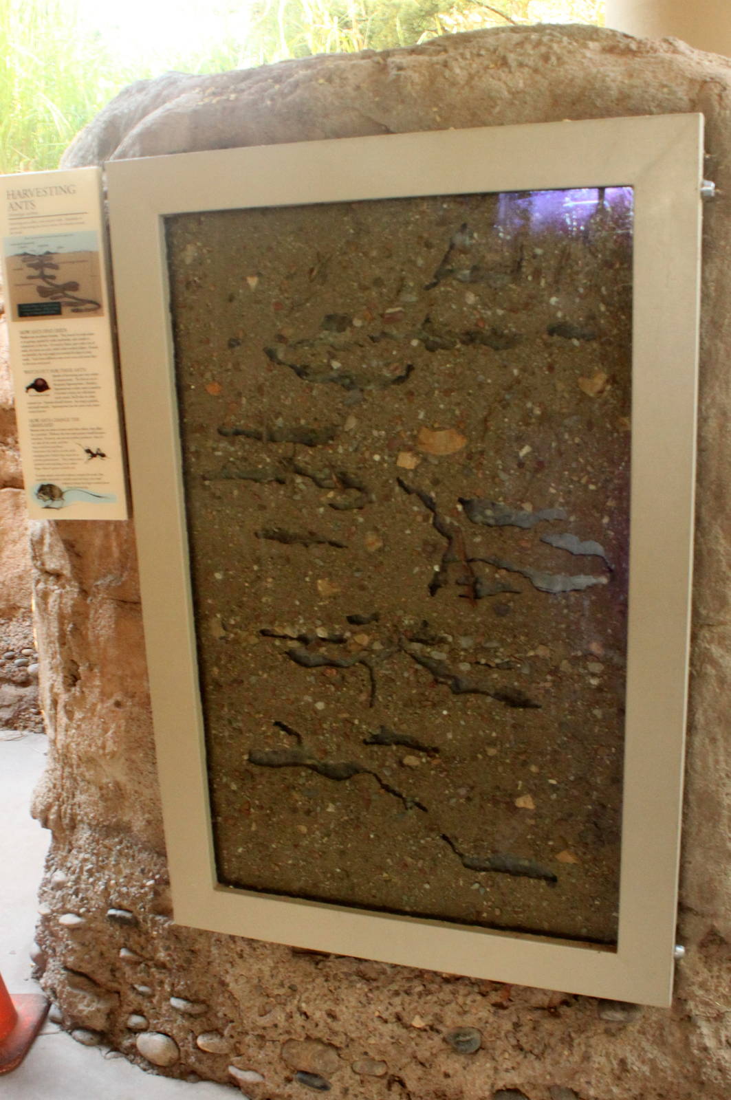 Harvester Ant Display