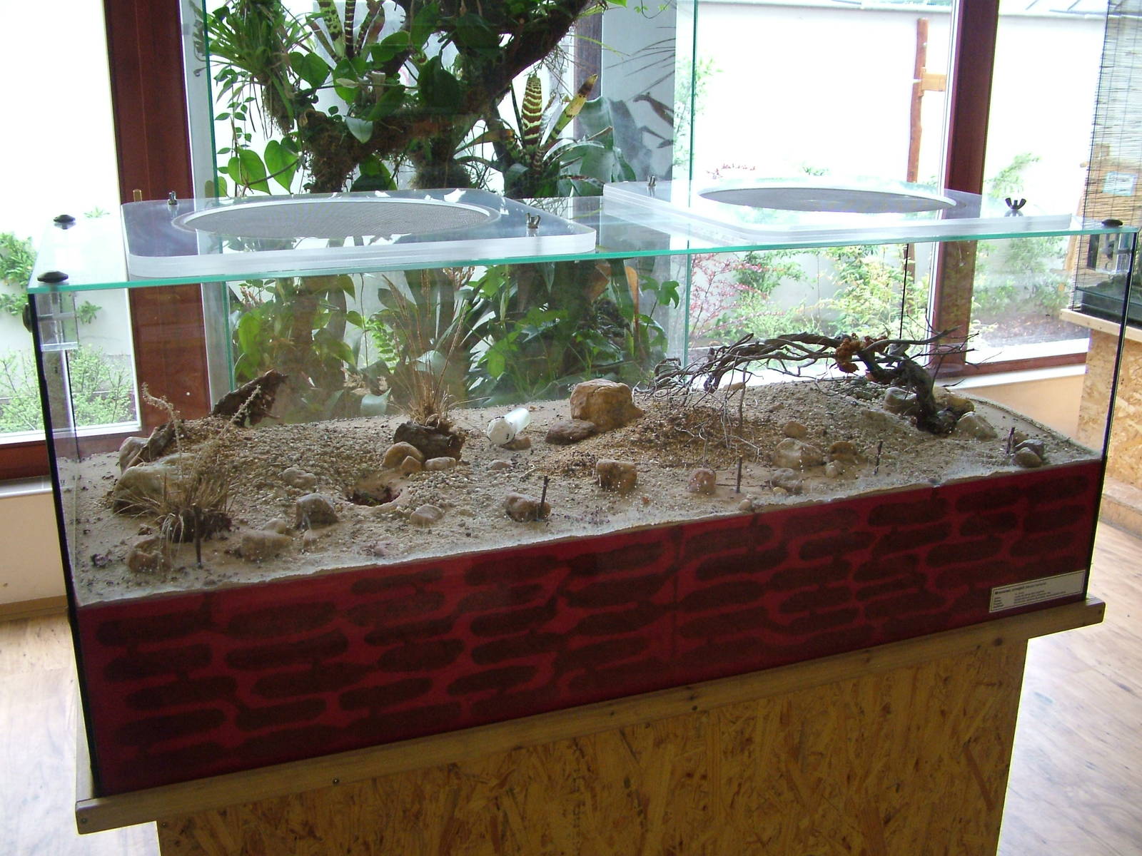 Harvester Ant exhibit at Ohrada, 26/05/10