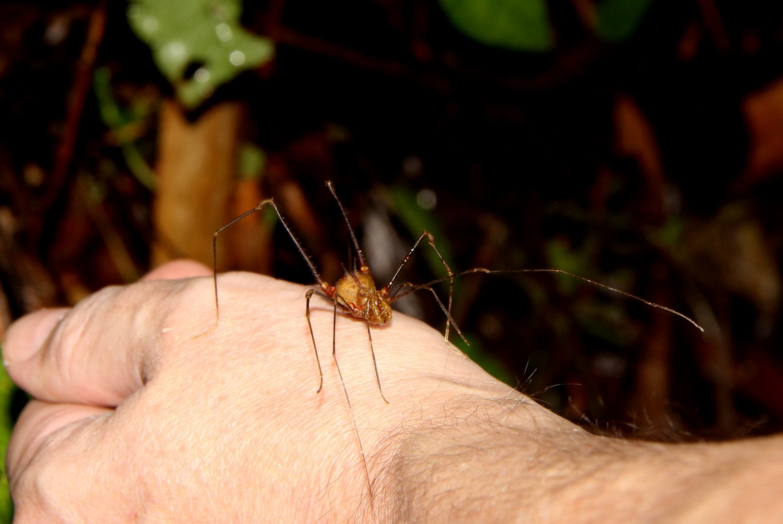 harvestman