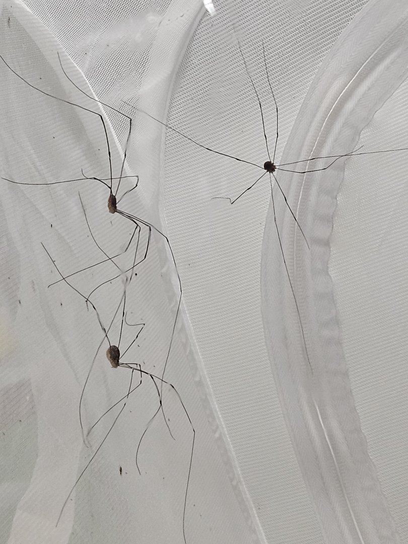 Harvestmen