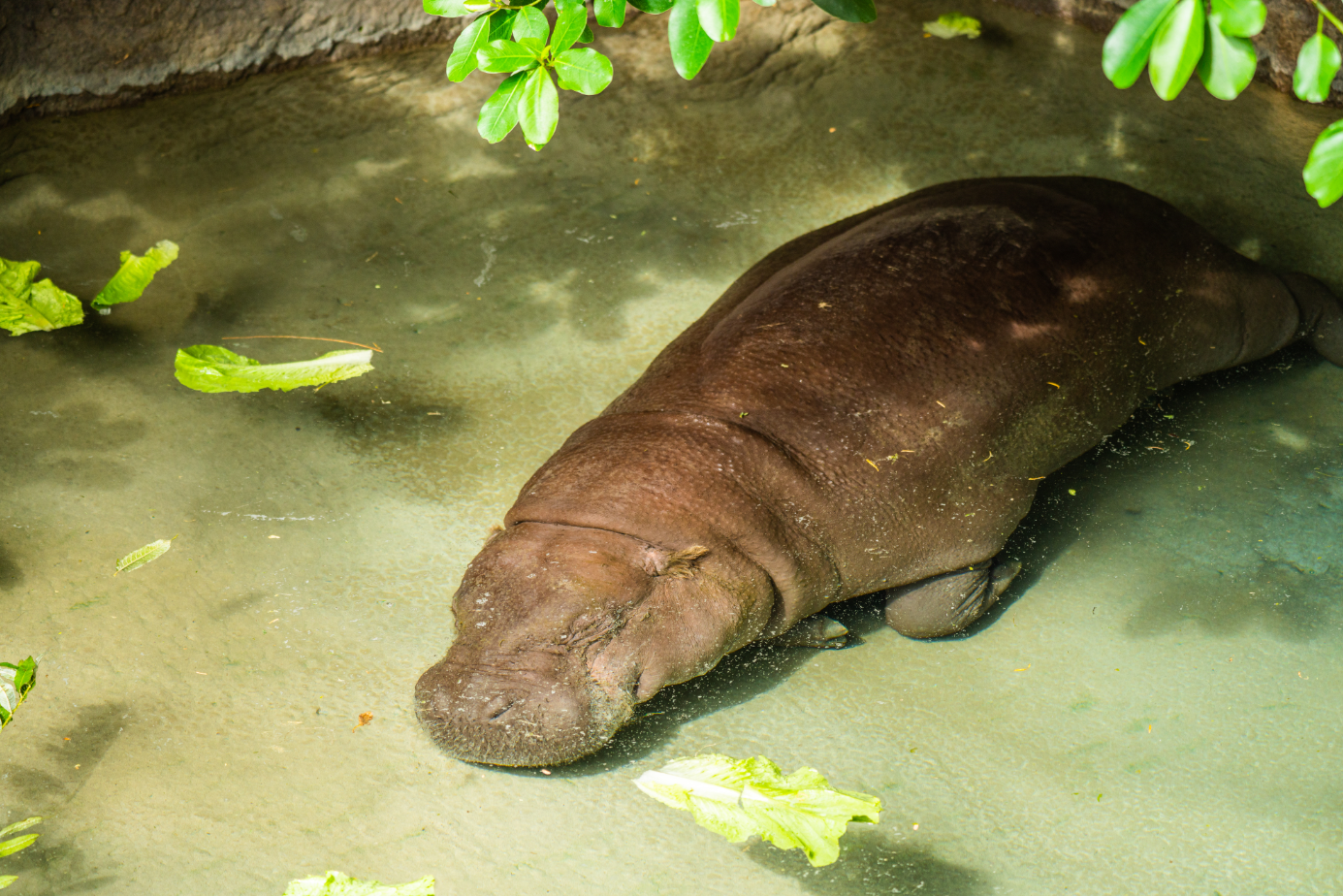 Harvey the male Pygmy Hippo