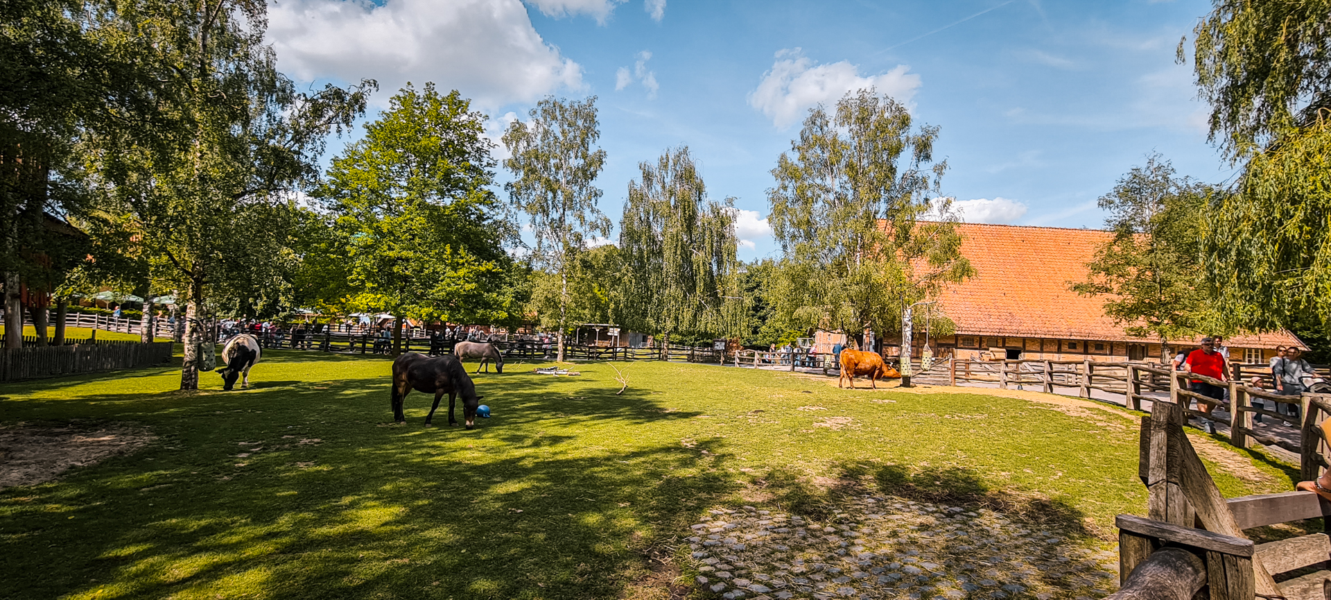 Harzer Rotvieh, Altdeutsches Schwarzbuntes Niederungsrind